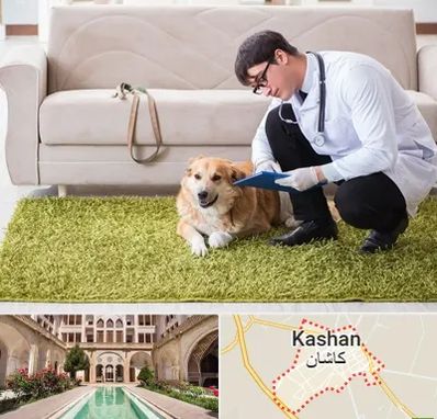 دامپزشکی در منزل در کاشان