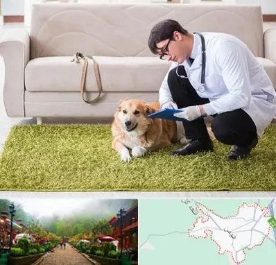 دامپزشکی در منزل در فومن