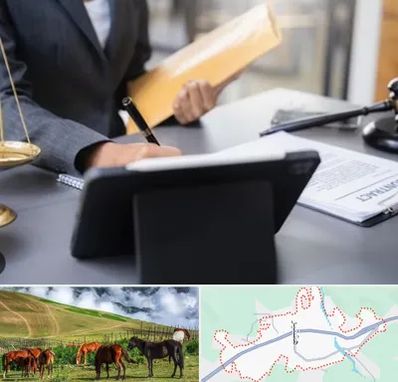 وکیل خانم در تالش