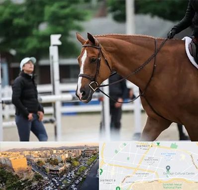 مربی سوارکاری در تهرانپارس 