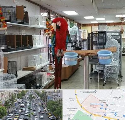 پرنده فروشی در گلشهر کرج 