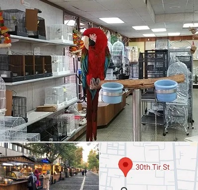 پرنده فروشی در سی تیر