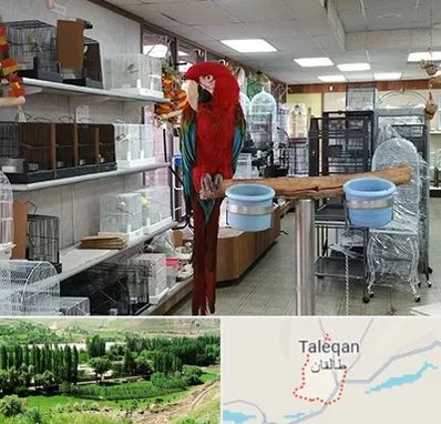 پرنده فروشی در طالقان