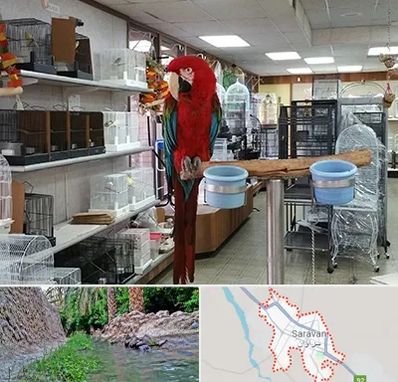 پرنده فروشی در سراوان