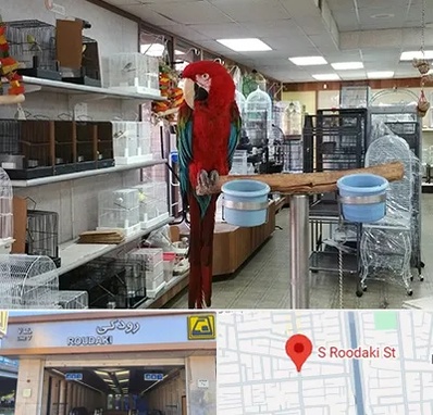 پرنده فروشی در رودکی