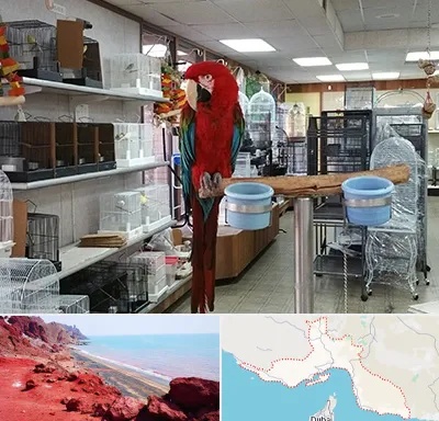 پرنده فروشی در هرمزگان