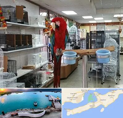 پرنده فروشی در قشم