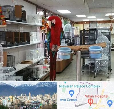 پرنده فروشی در آجودانیه 