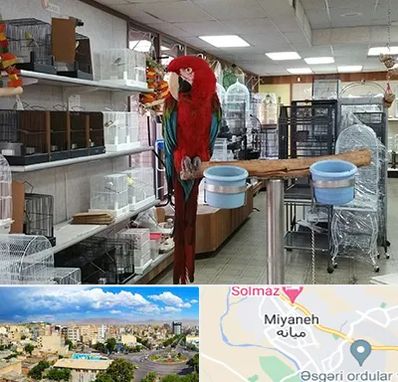 پرنده فروشی در میانه