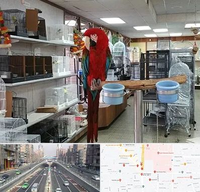 پرنده فروشی در توحید 