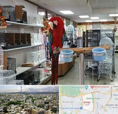 پرنده فروشی در گیشا 