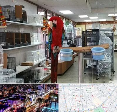 پرنده فروشی در منظریه رشت 