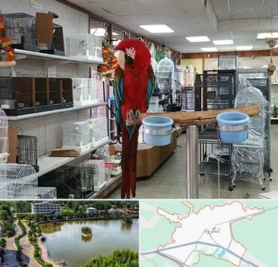 پرنده فروشی در لنگرود