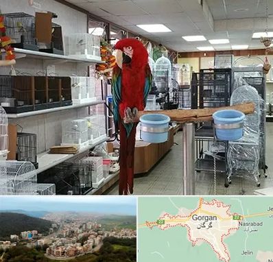 پرنده فروشی در گرگان