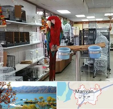 پرنده فروشی در مریوان