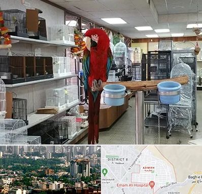 پرنده فروشی در عظیمیه کرج 