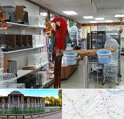 پرنده فروشی در عفیف آباد شیراز 