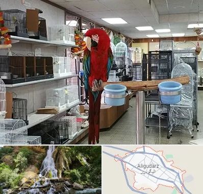 پرنده فروشی در الیگودرز