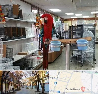 پرنده فروشی در تربیت تبریز