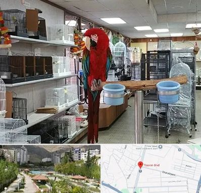 پرنده فروشی در بلوار تعاون