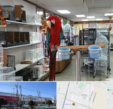 پرنده فروشی در فاز دو اندیشه