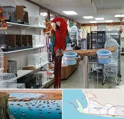 پرنده فروشی در چابهار