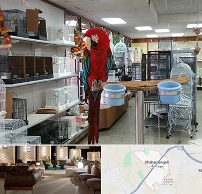 پرنده فروشی در چهاردانگه