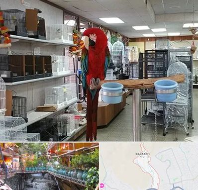 پرنده فروشی در درکه