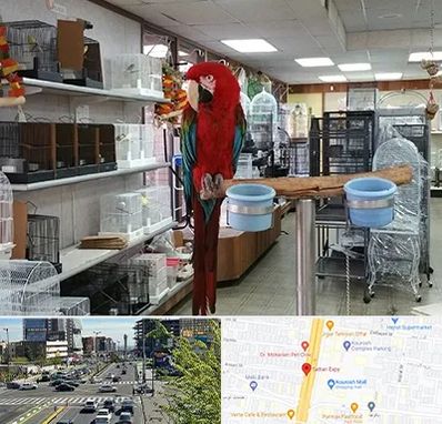 پرنده فروشی در ستاری 