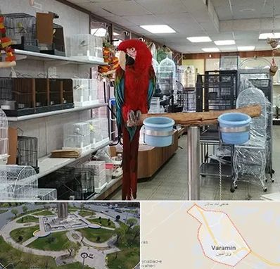 پرنده فروشی در ورامین