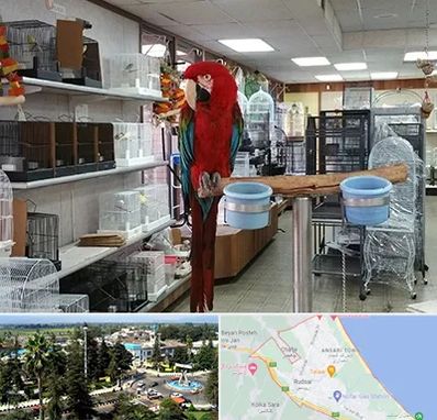 پرنده فروشی در رودسر