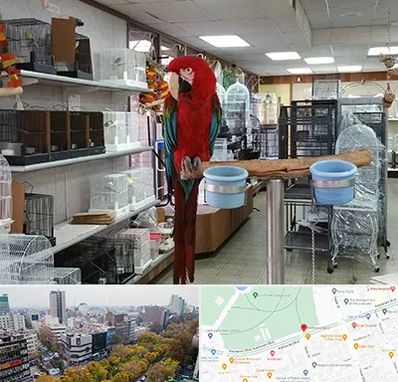 پرنده فروشی در بلوار کشاورز 