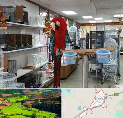 پرنده فروشی در نکا