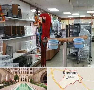 پرنده فروشی در کاشان