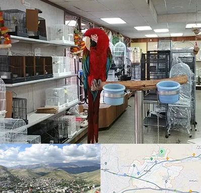 پرنده فروشی در رودهن