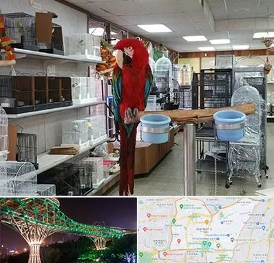 پرنده فروشی در منطقه 3 تهران 
