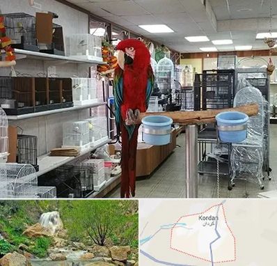 پرنده فروشی در کردان