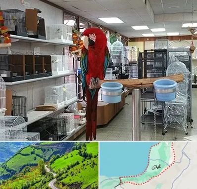 پرنده فروشی در گیلان