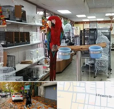 پرنده فروشی در خیابان فلسطین