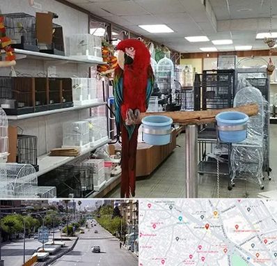 پرنده فروشی در خیابان زند شیراز 