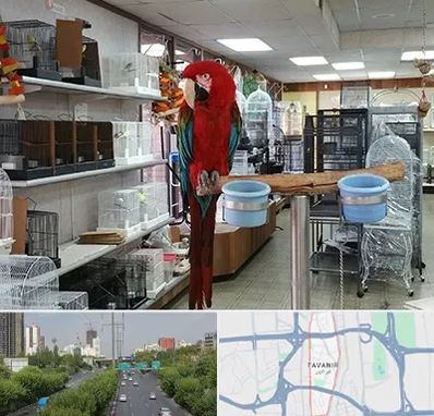 پرنده فروشی در توانیر