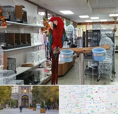 پرنده فروشی در منطقه 12 تهران 
