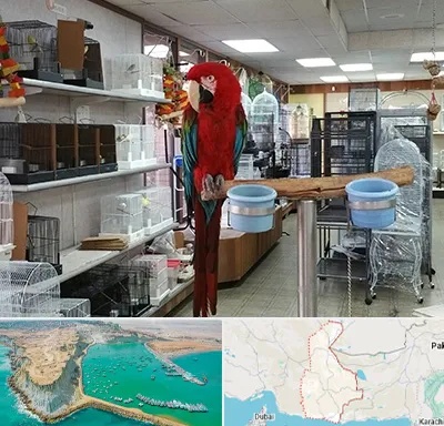 پرنده فروشی در سیستان و بلوچستان