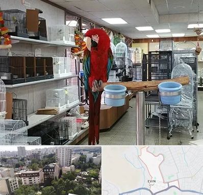 پرنده فروشی در اوین