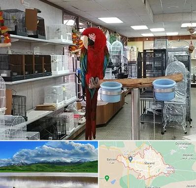 پرنده فروشی در مرند