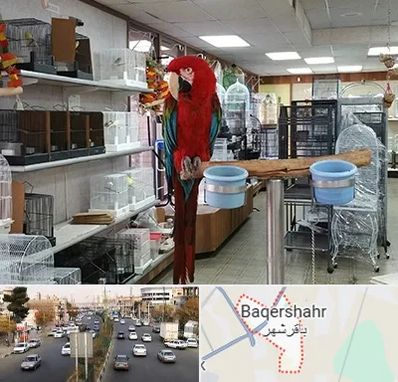 پرنده فروشی در باقرشهر