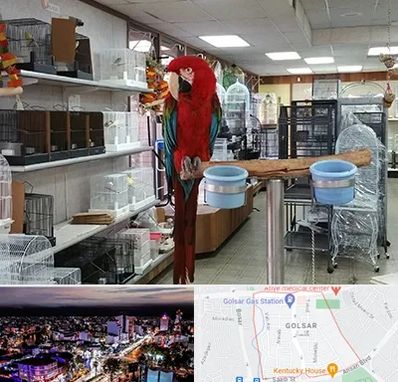 پرنده فروشی در گلسار رشت 