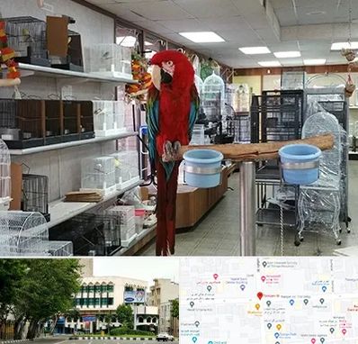 پرنده فروشی در طالقانی 