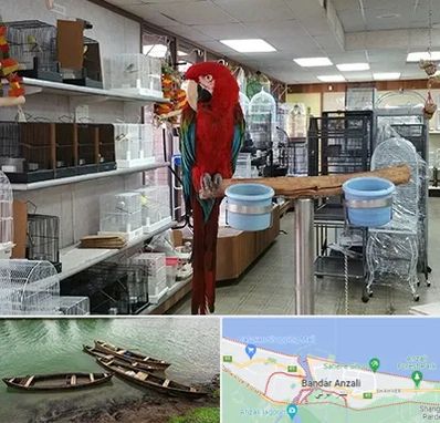 پرنده فروشی در بندر انزلی
