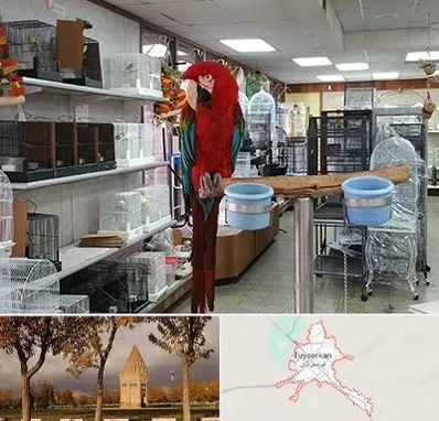 پرنده فروشی در تویسرکان